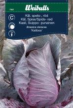 Spidskål, rød 'Kalibos'